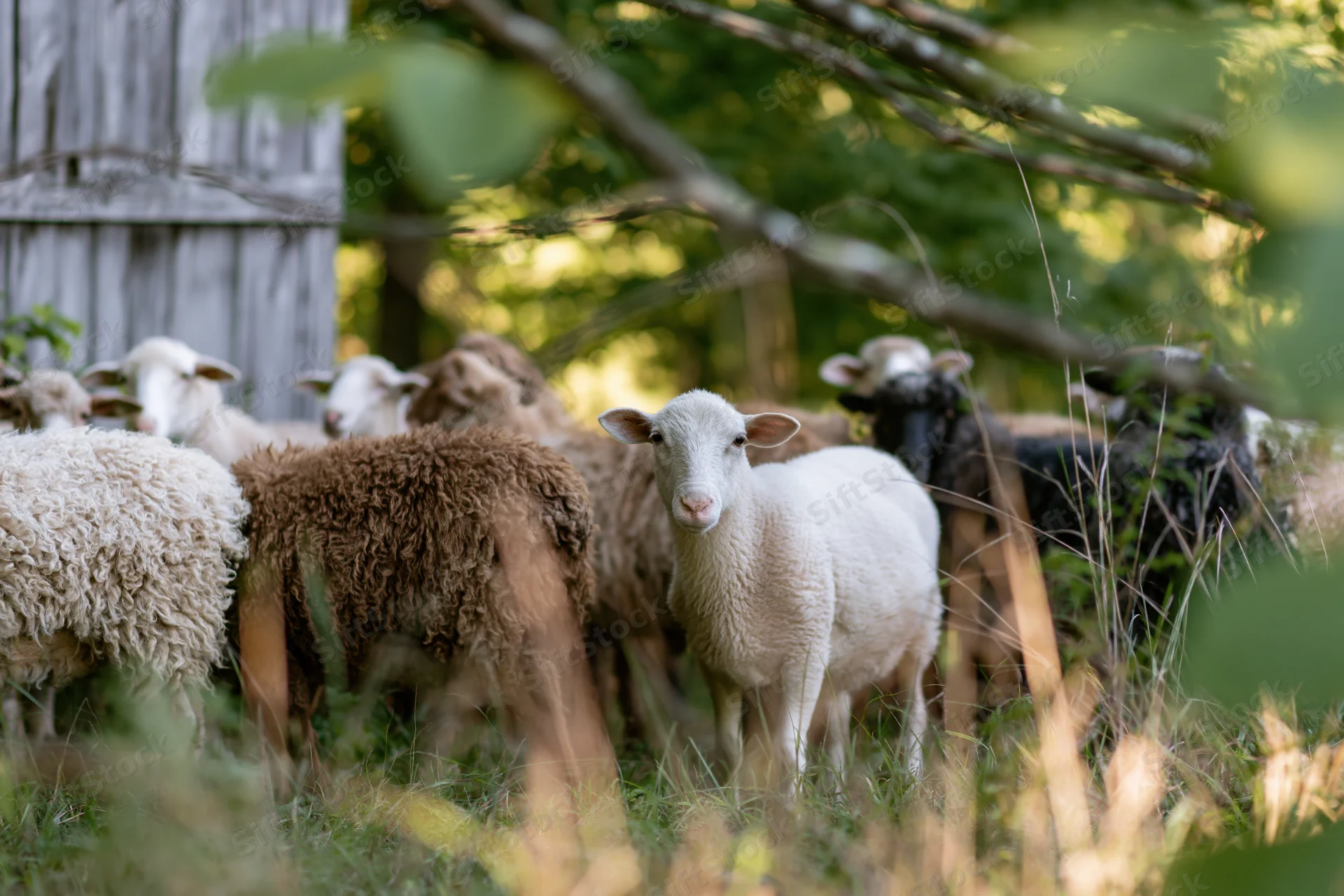 Small flock of mixed sheep standing in a grassy farmyard pasture with wooden fence and trees in background