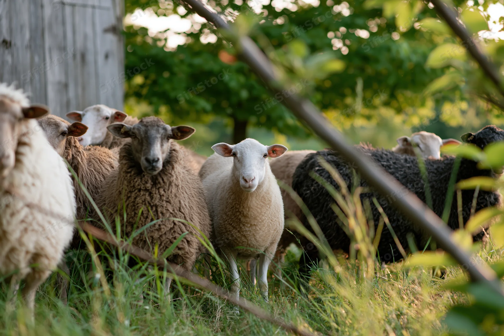 Mixed flock of sheep standing in a grassy farmyard pasture near a wooden barn