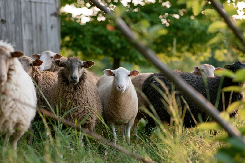 Mixed flock of sheep standing in a grassy farmyard pasture near a wooden barn