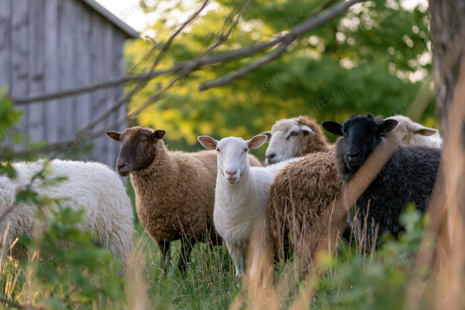 Mixed flock of sheep standing in a grassy farmyard pasture near a barn