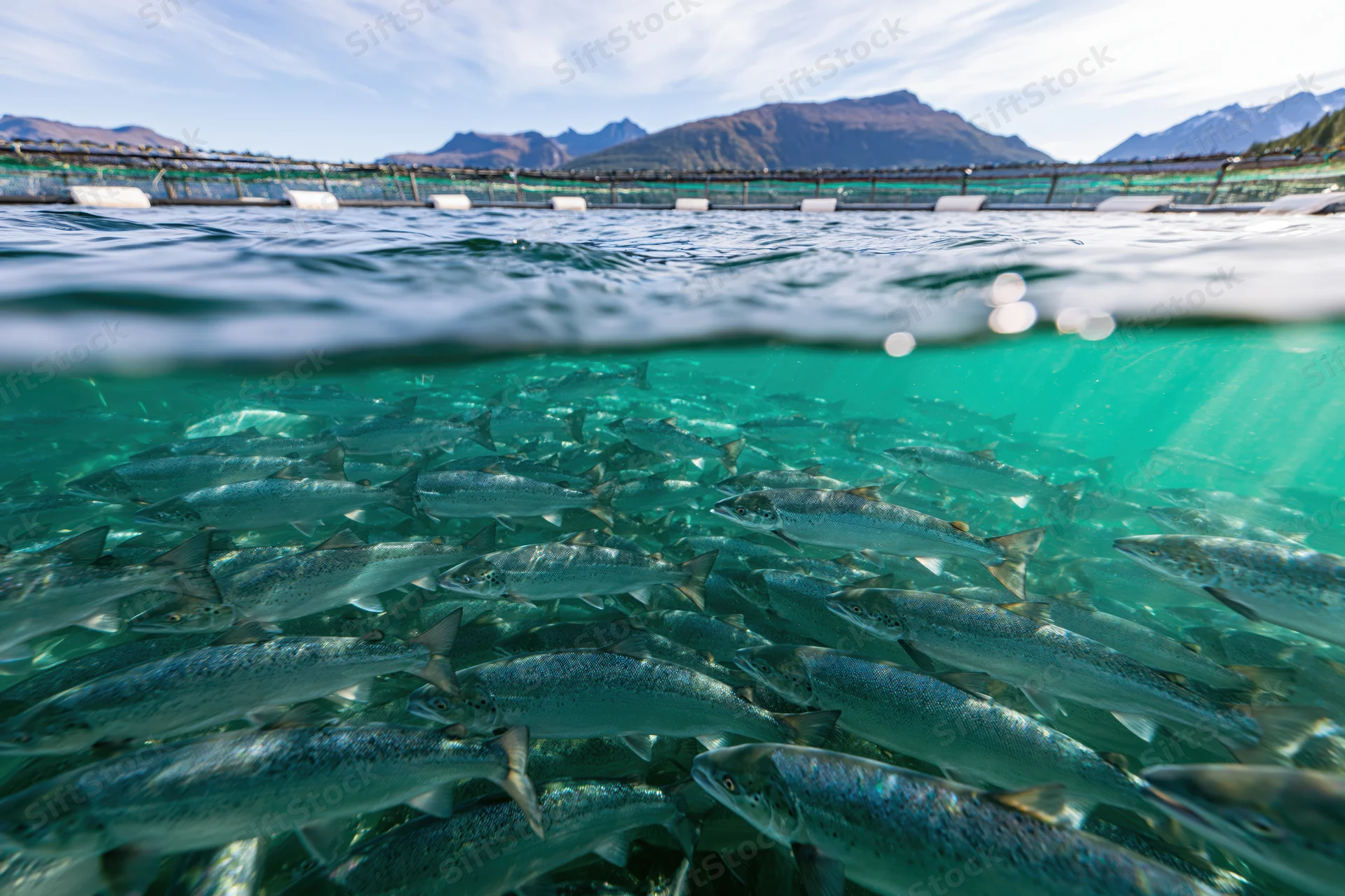 School of salmon swimming in an open-water fish farm pen with mountains in the background