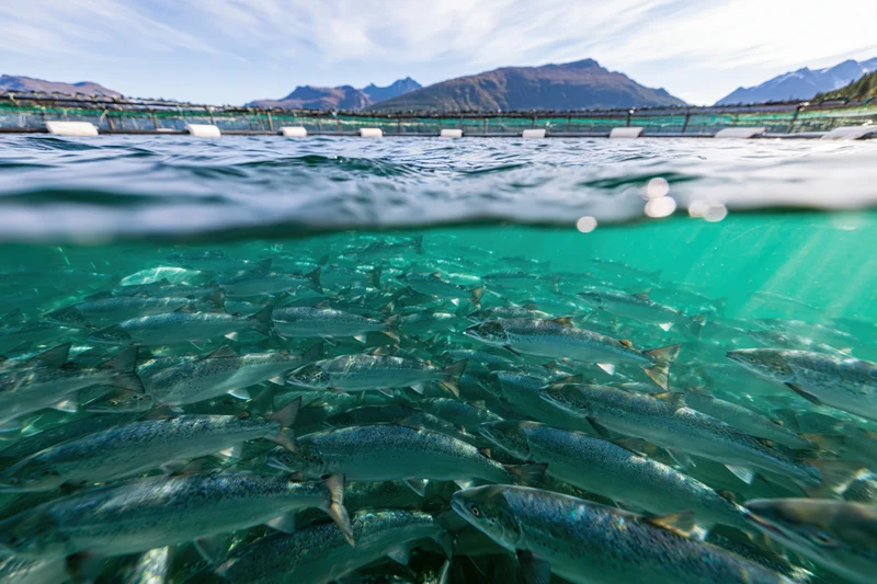 School of salmon swimming in an open-water fish farm pen with mountains in the background