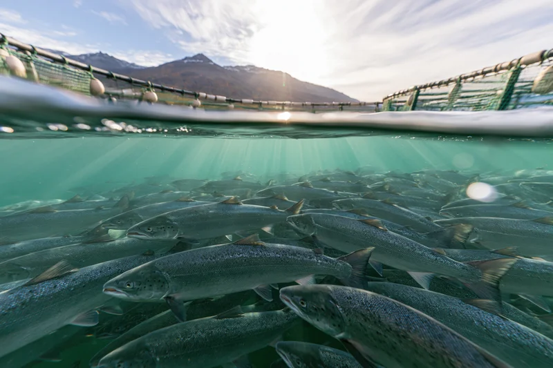 School of salmon swimming in an underwater cage farm with sunlight filtering through the water surface