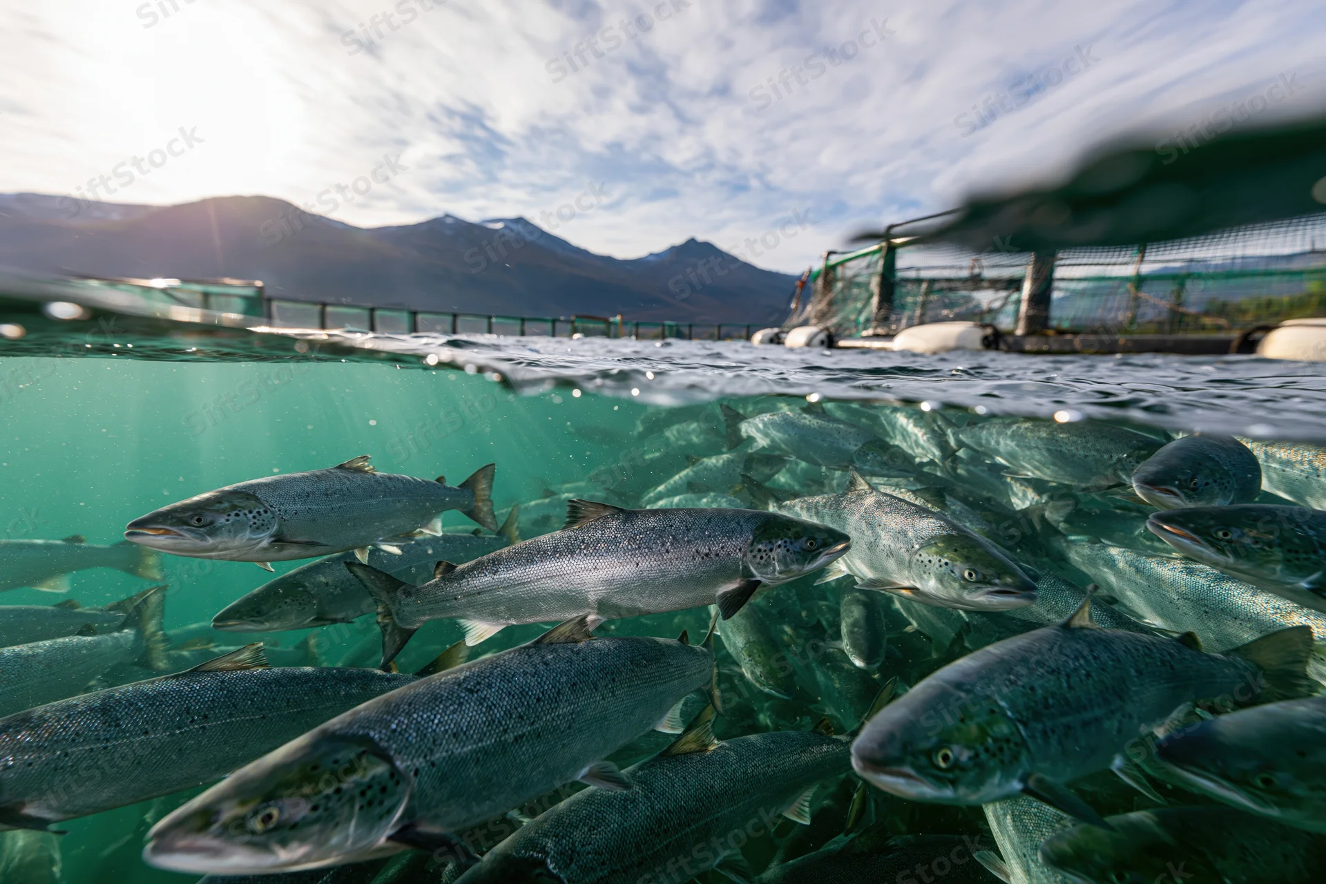 School of salmon swimming in an aquaculture net cage with mountains and sky visible above water