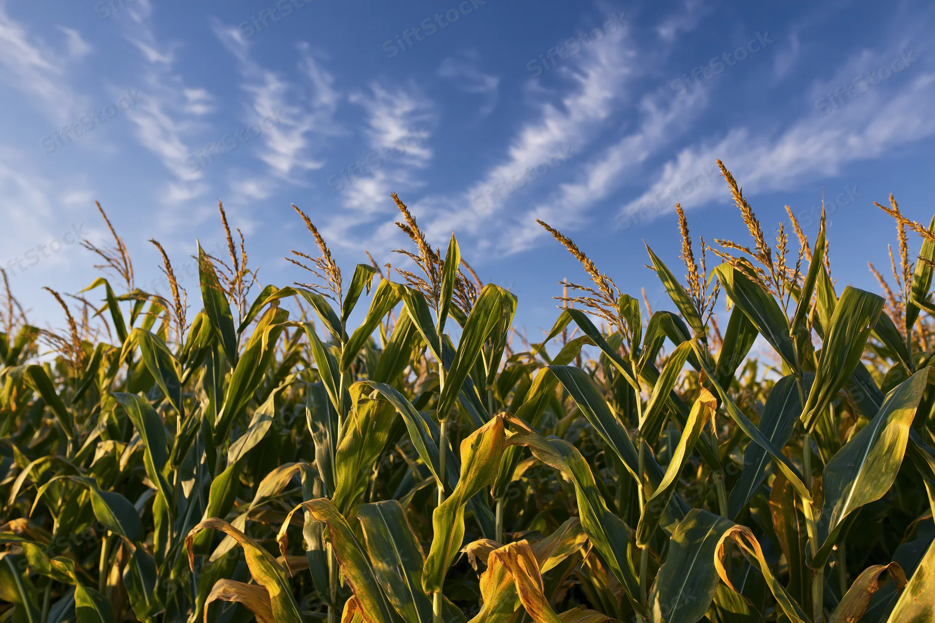 Tall corn stalks with tassels reaching upward in a field under a blue sky with wispy clouds