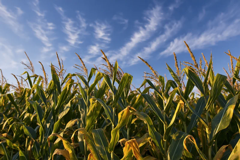 Tall corn stalks with tassels reaching upward in a field under a blue sky with wispy clouds