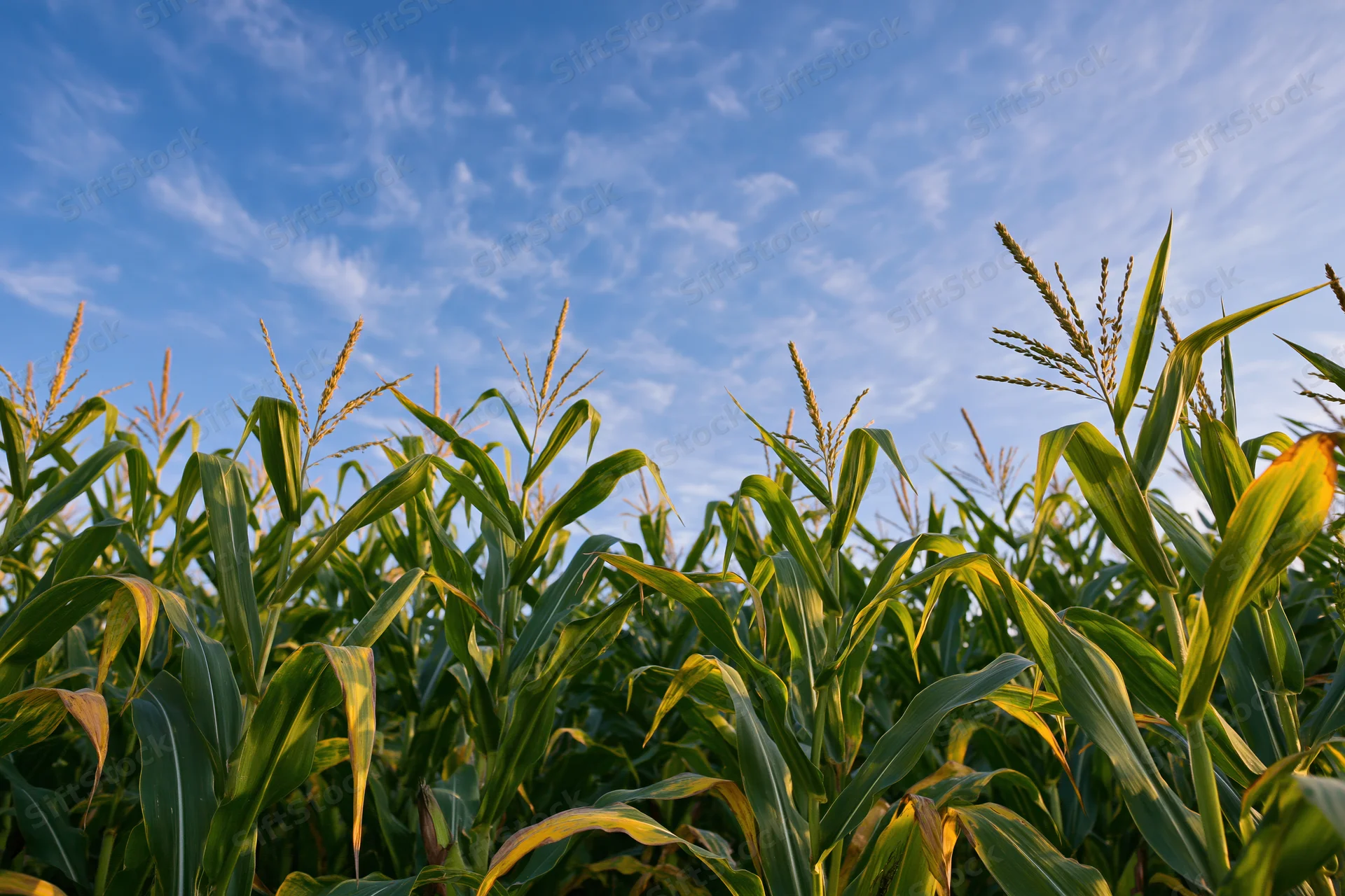Tall corn stalks with tassels reaching upward under a blue sky in a field