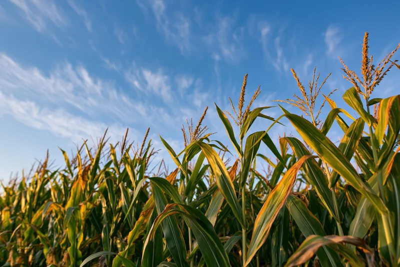 Tall corn stalks with tassels reaching upward in a field under a blue sky