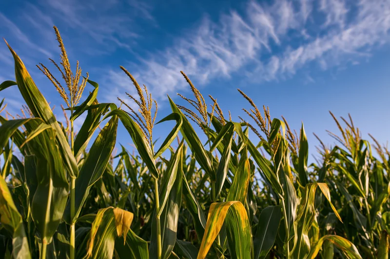 Tall corn stalks with tassels reaching upward in a field under a blue sky
