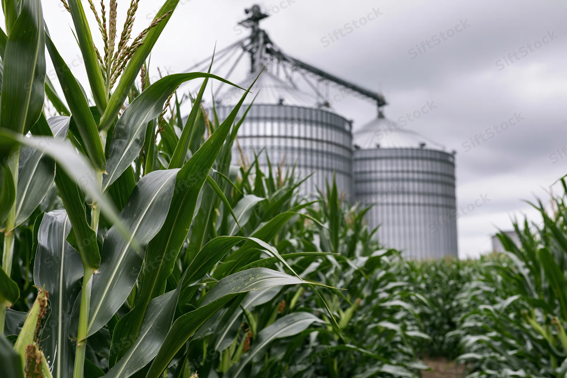 Tall green corn stalks in a field with large silver grain silos in the background