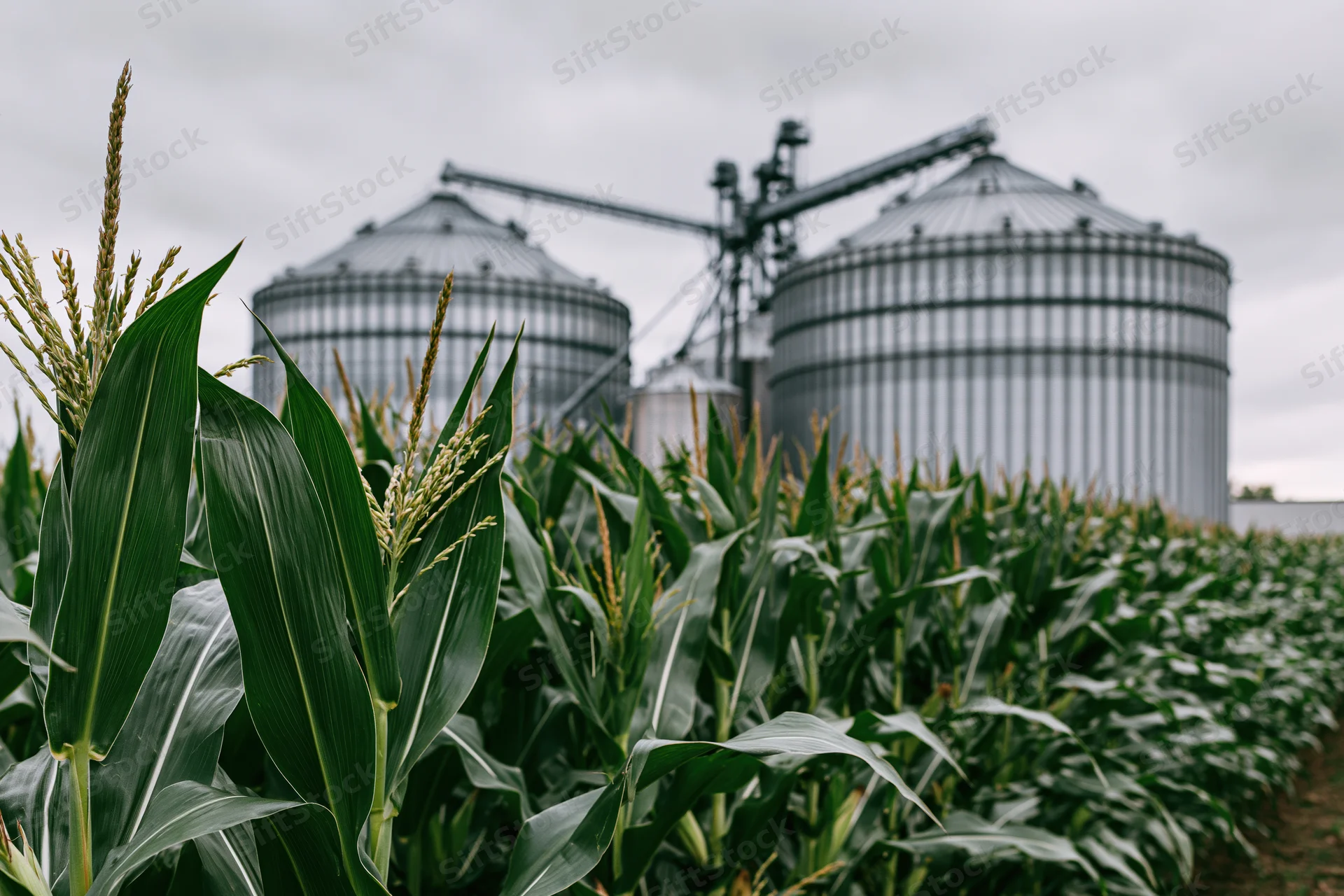 Tall green corn stalks growing in a field with large metal grain silos in the background