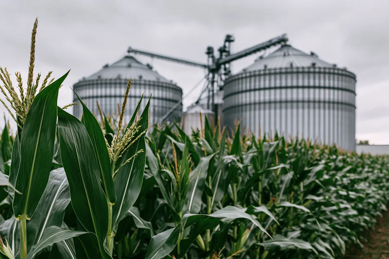 Tall green corn stalks growing in a field with large metal grain silos in the background