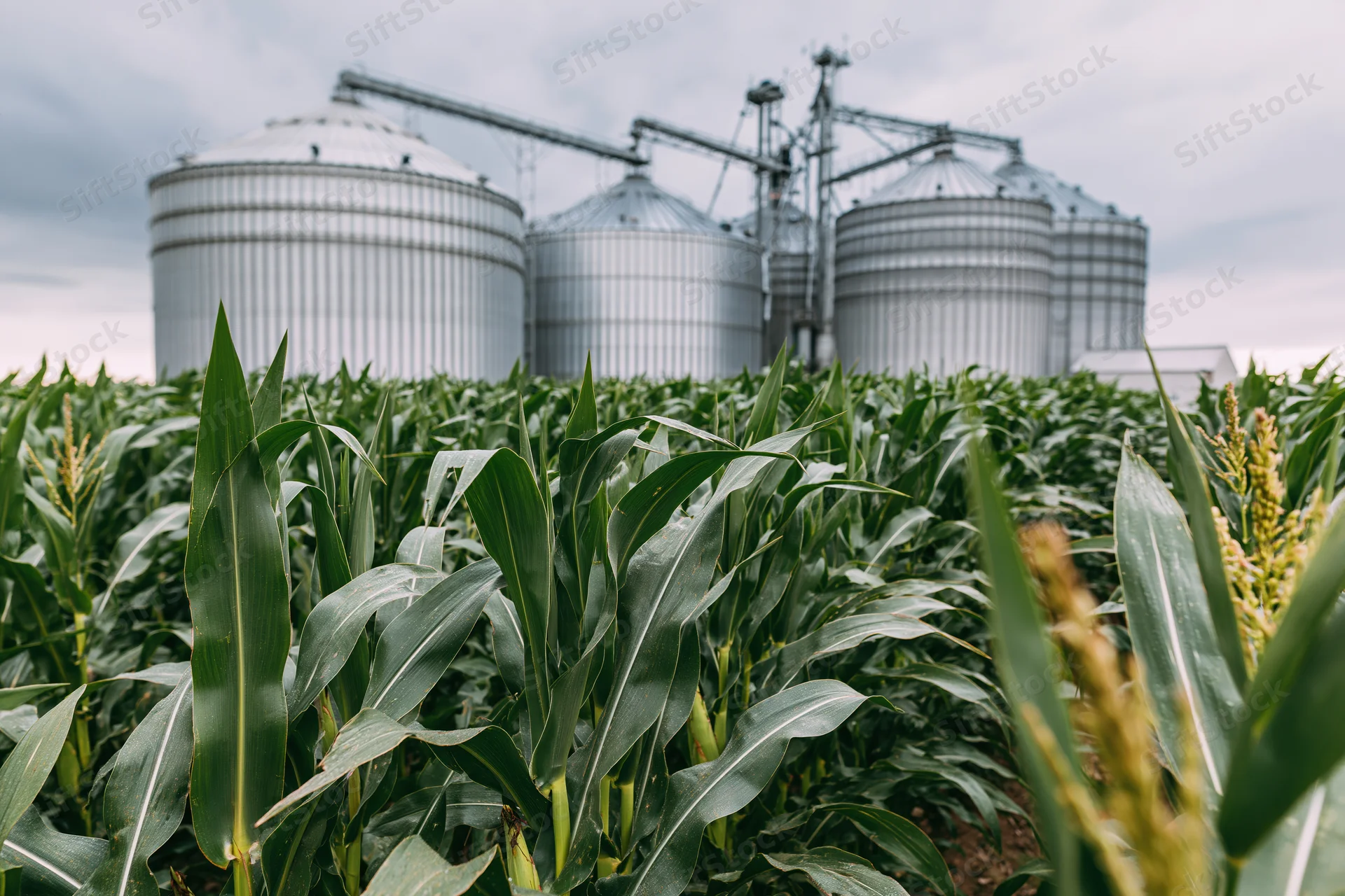 Tall green corn stalks growing in a field with large metal grain silos in the background