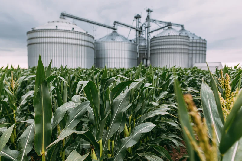 Tall green corn stalks growing in a field with large metal grain silos in the background