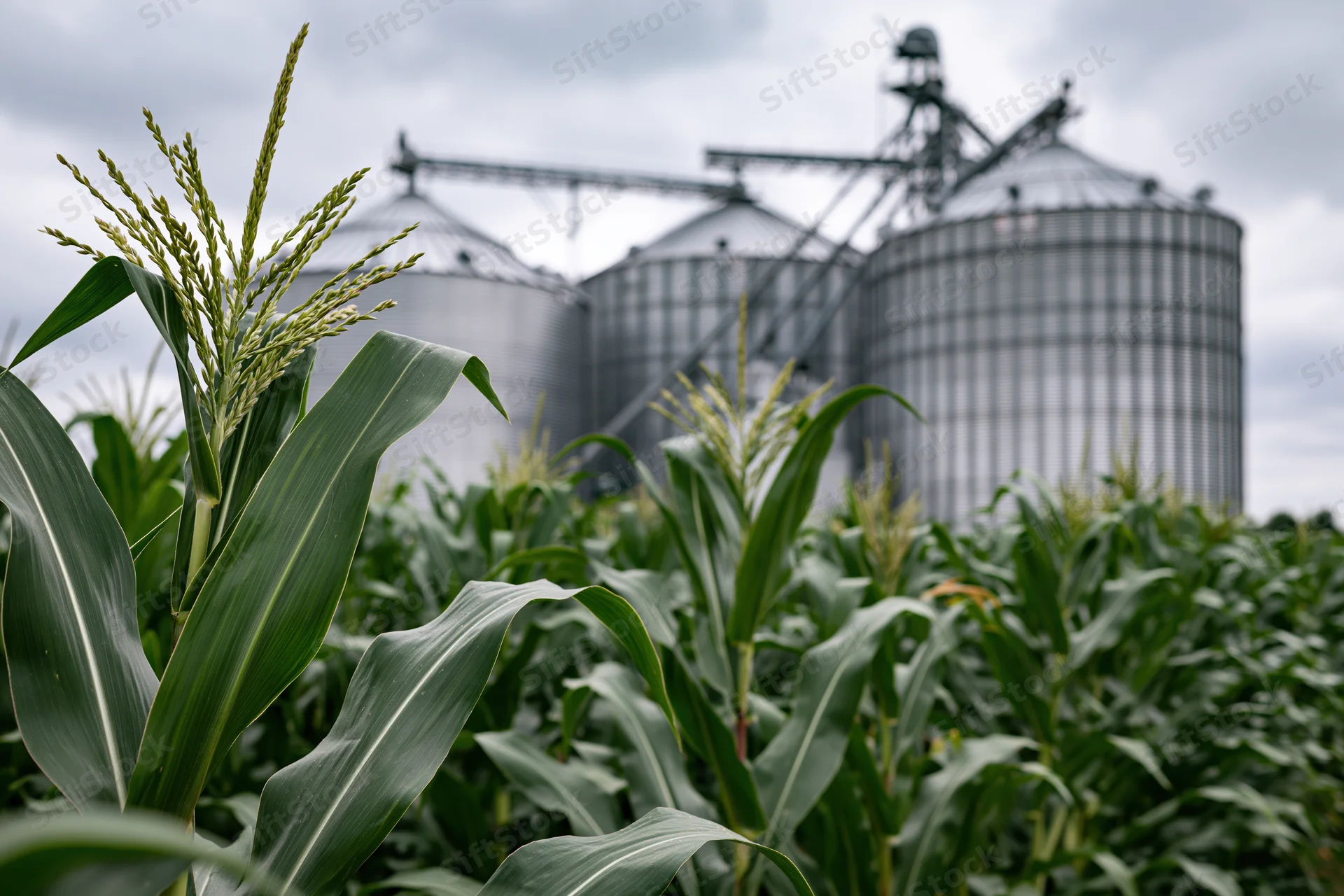 Tall green corn stalks growing in a field with large metal grain silos in the background