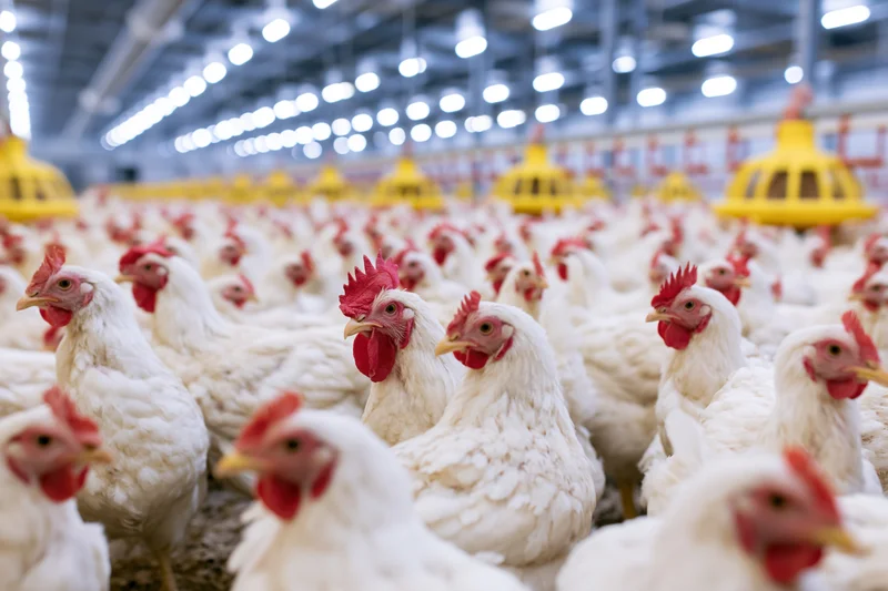 White broiler chickens densely packed in an indoor poultry farm with yellow feeders and overhead lighting