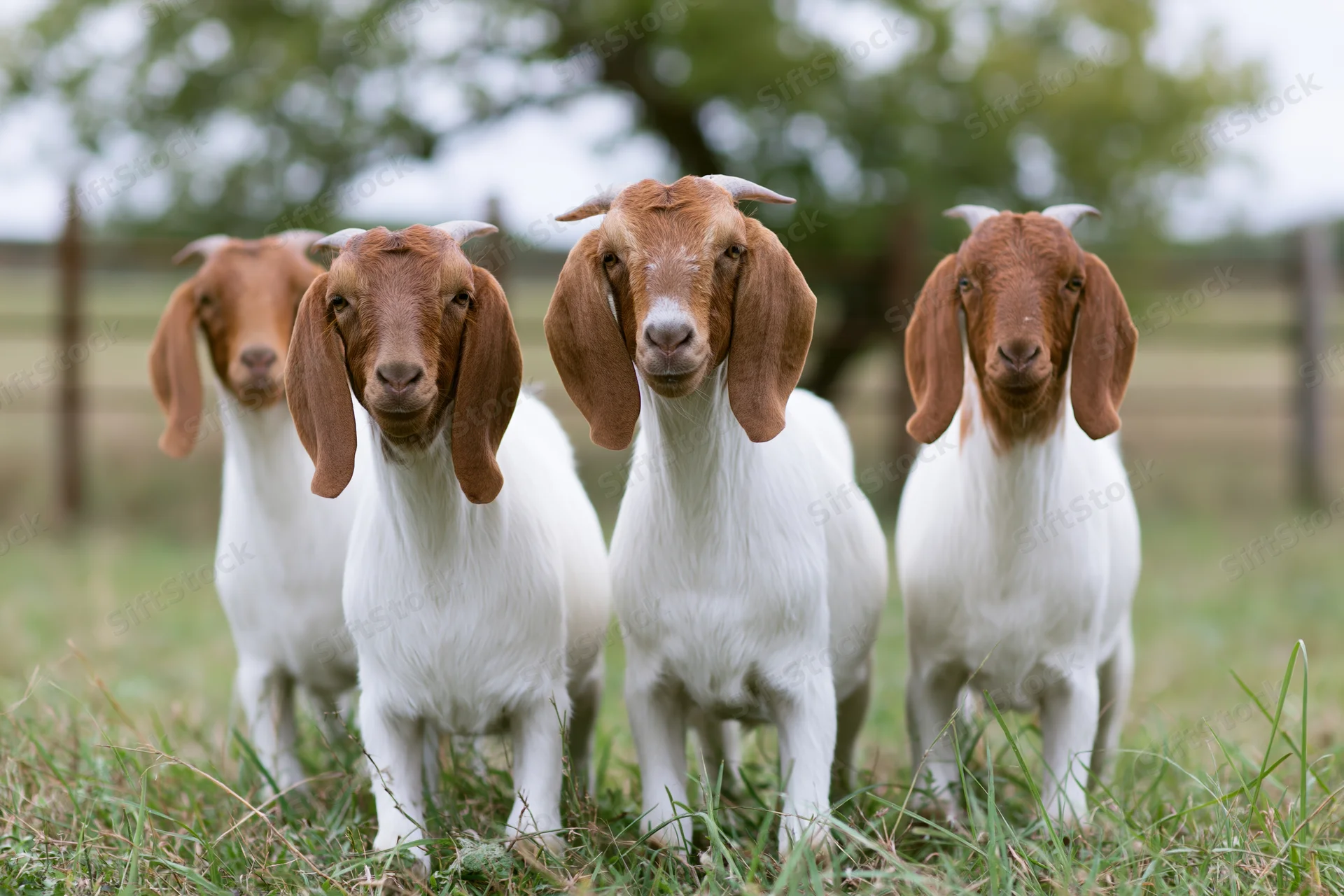 Four boer goats standing in a grassy pasture facing the camera