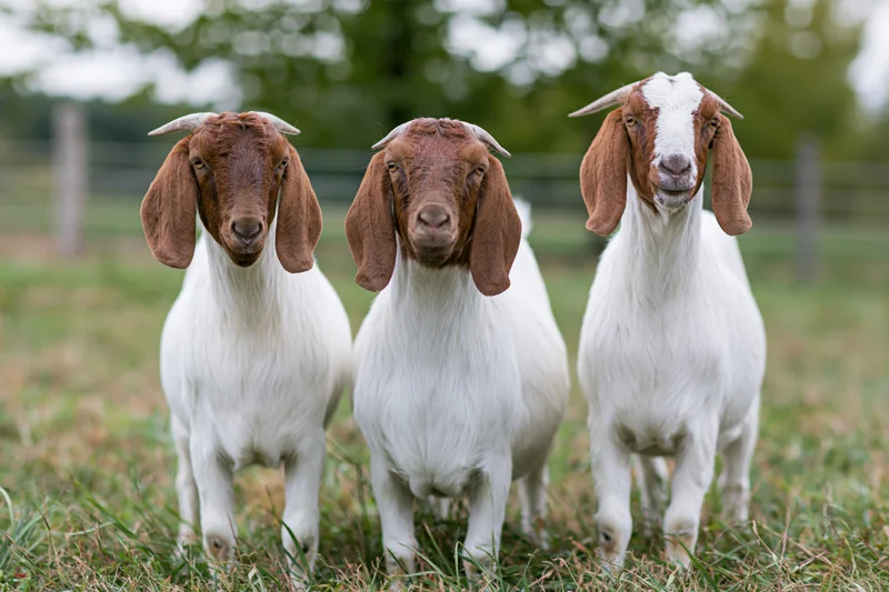 Three boer goats standing in a grassy pasture facing the camera