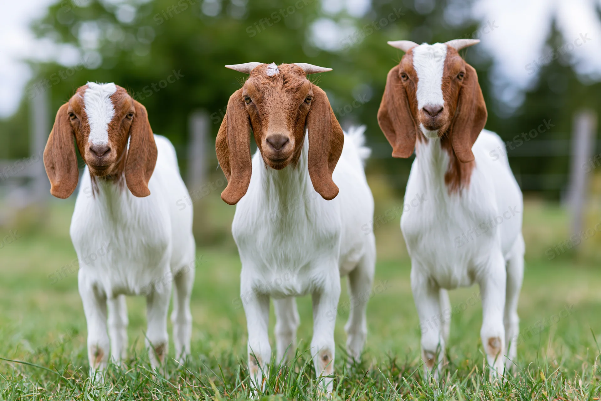 Three boer goats standing in a green pasture facing forward
