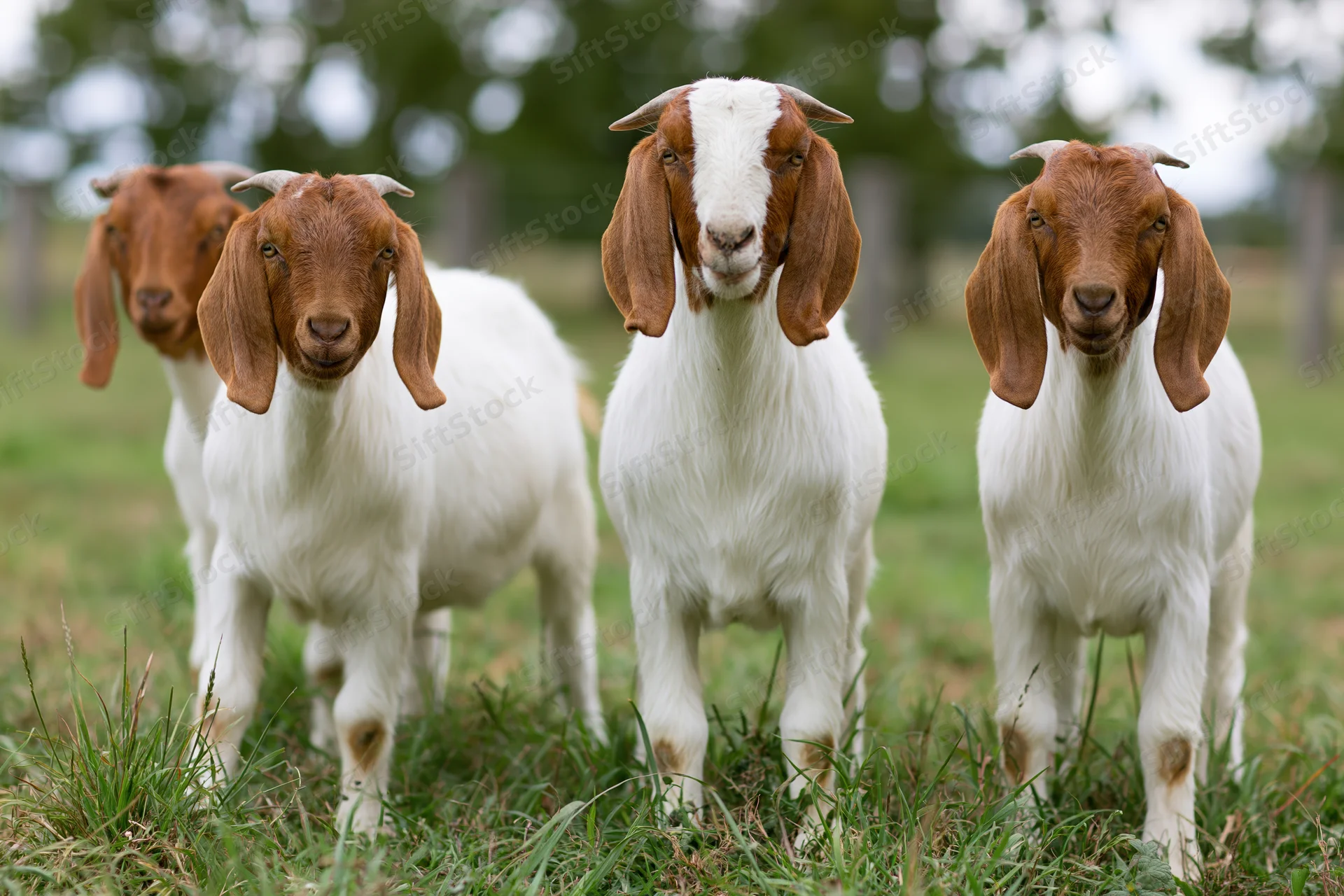 Three boer goats standing on green pasture grass facing the camera