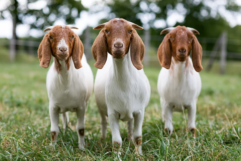 Three boer goats standing in a green pasture facing forward