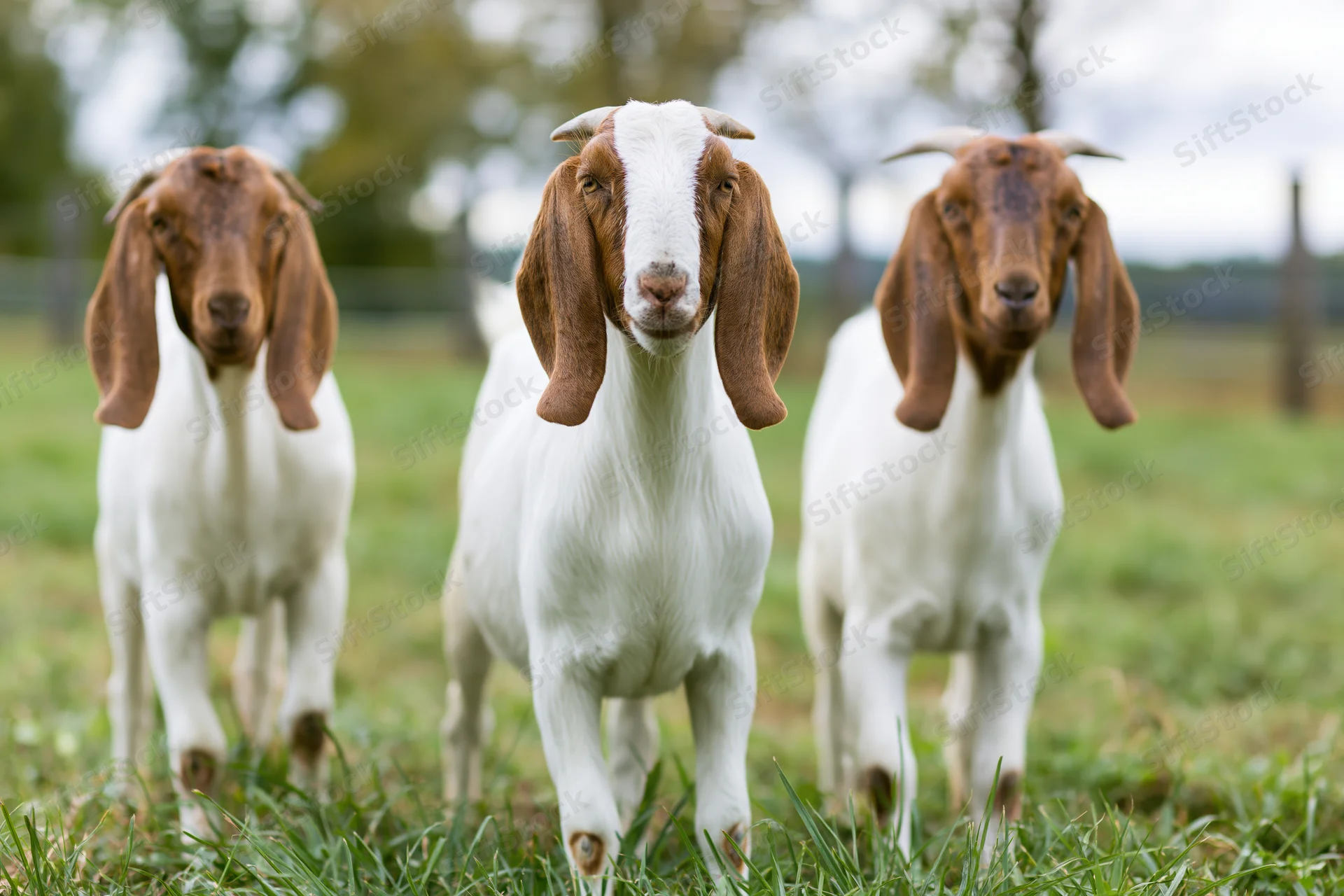 Three boer goats standing on green pasture grass facing the camera
