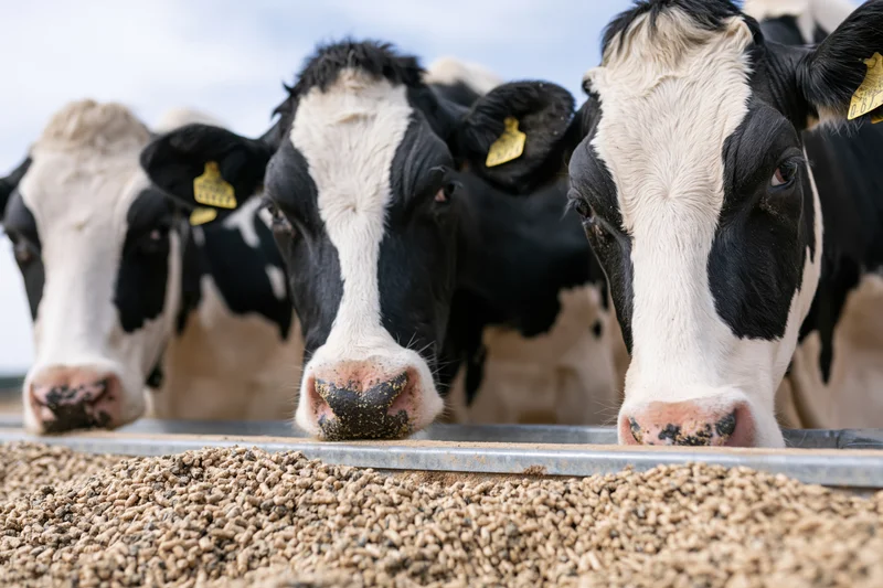 Three holstein dairy cows eating grain feed from a long metal trough outdoors