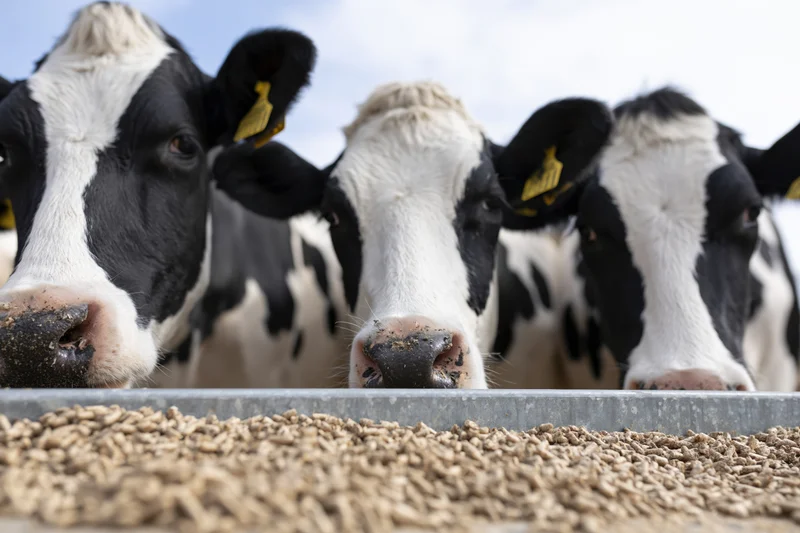 Three holstein dairy cows eating grain feed from a long metal trough