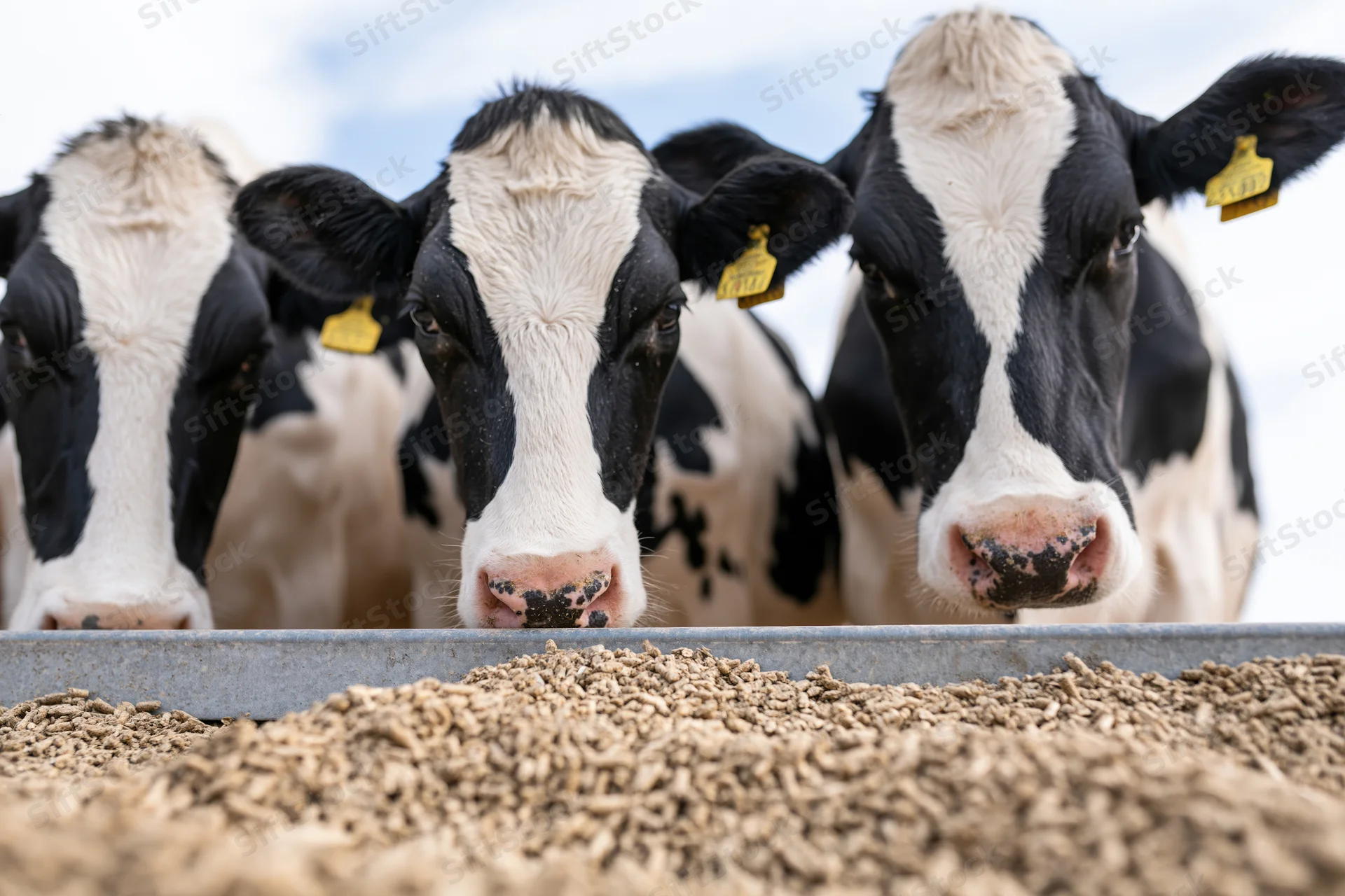 Three holstein dairy cows eating grain feed from a long metal trough