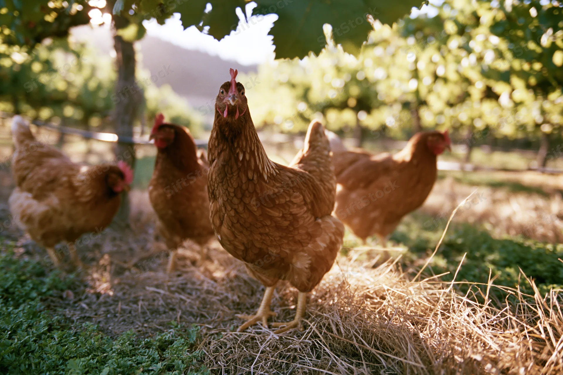 Brown free-range hens foraging on dry grass and green foliage in a vineyard setting