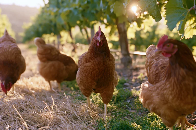 Brown free-range hens foraging on dry grass and green vegetation in a vineyard setting