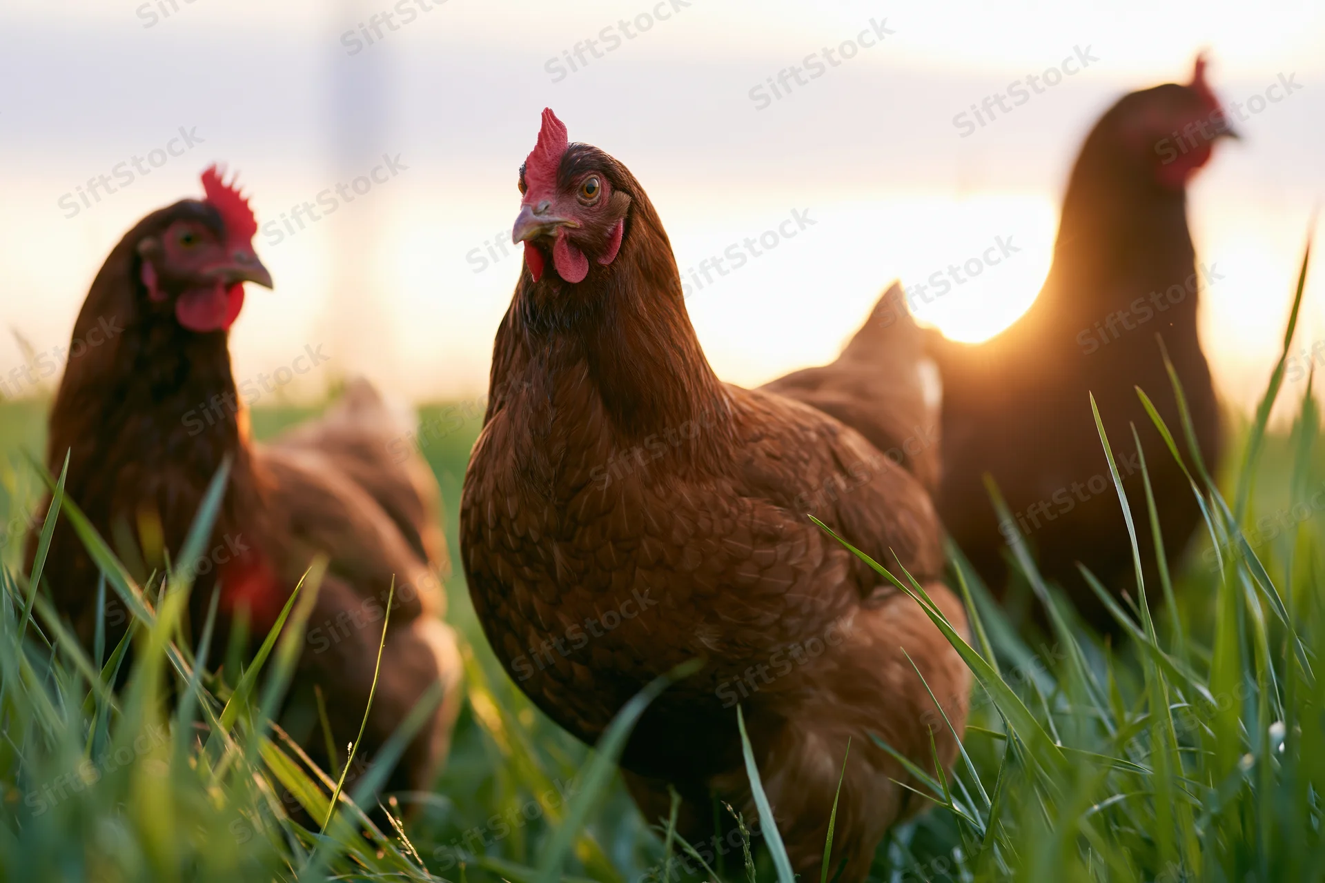 Three brown hens standing in tall green grass at sunrise