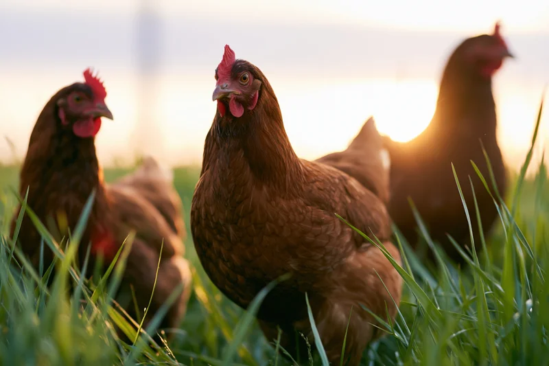 Three brown hens standing in tall green grass at sunrise