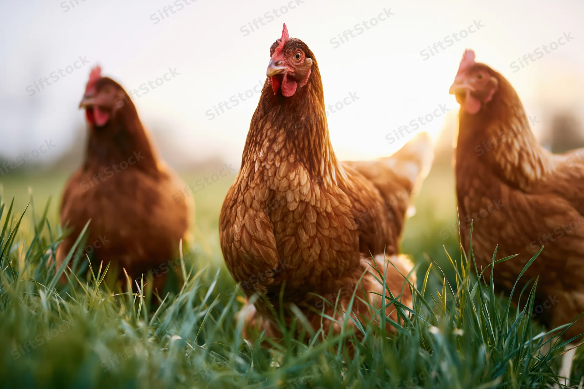 Three brown hens standing in tall green grass at golden hour