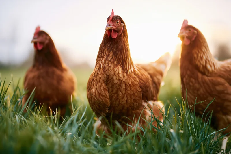 Three brown hens standing in tall green grass at golden hour