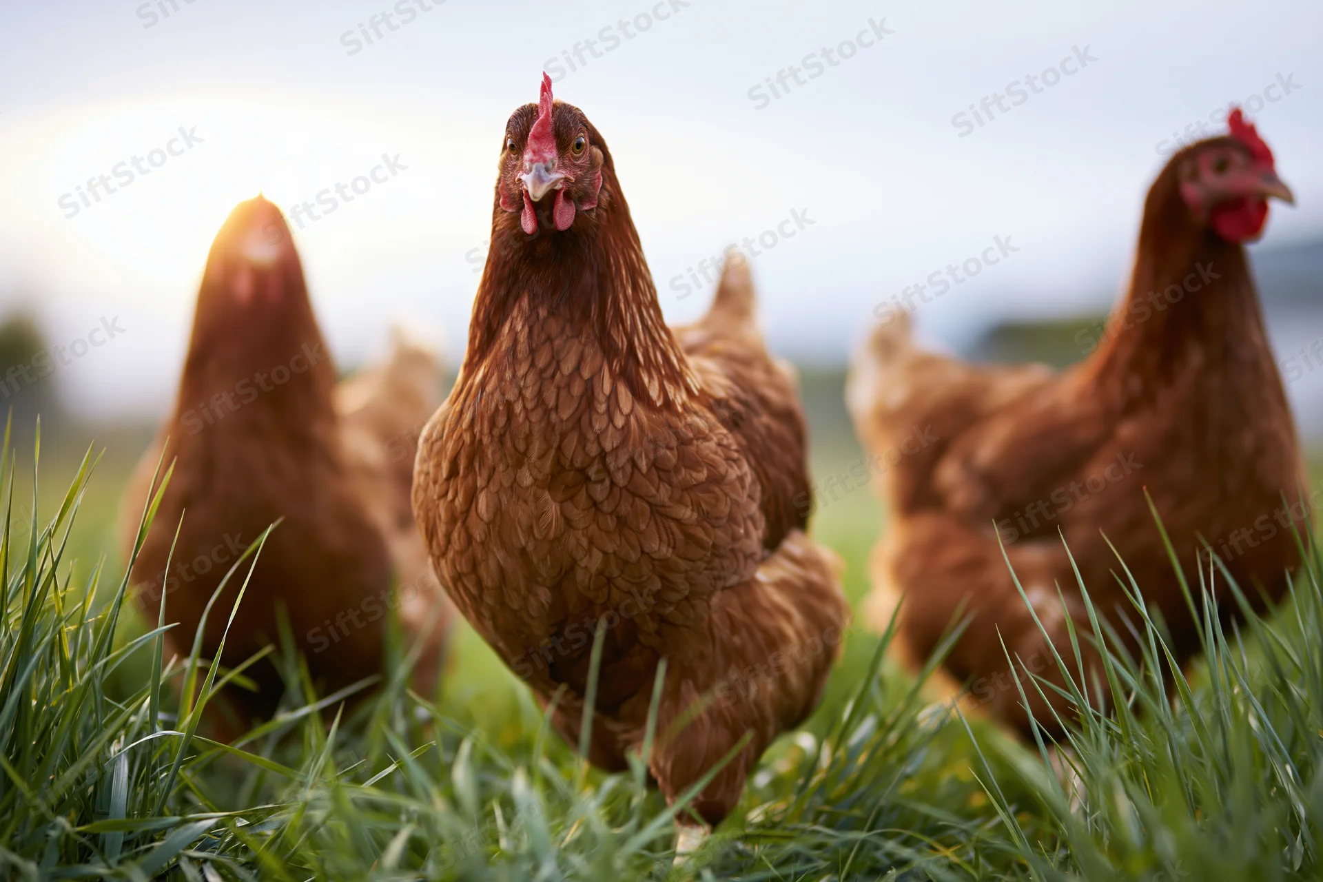 Three brown hens standing in tall green grass on a farm field
