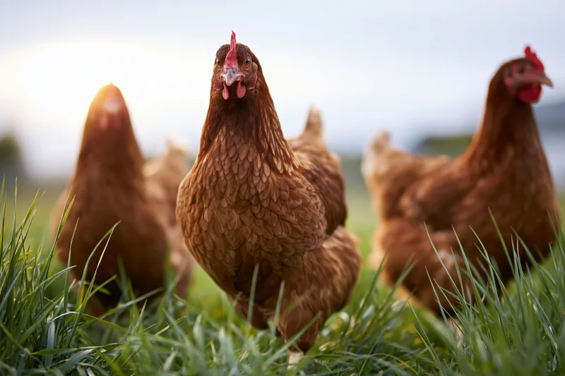 Three brown hens standing in tall green grass on a farm field
