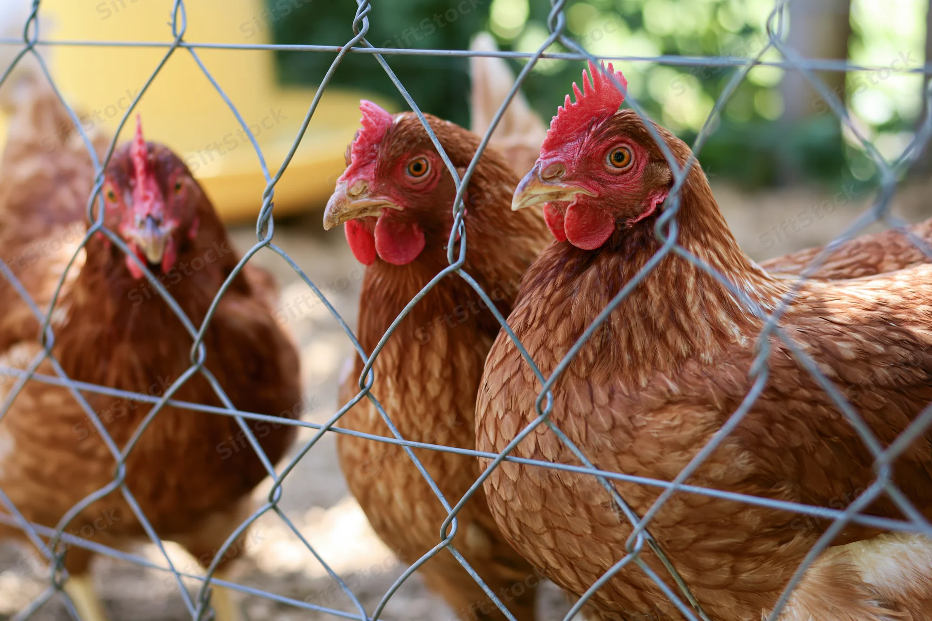 Three brown hens pressing close to wire mesh fencing in a farm enclosure