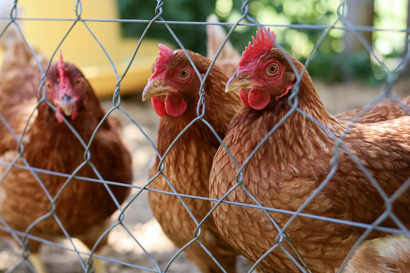 Three brown hens pressing close to wire mesh fencing in a farm enclosure
