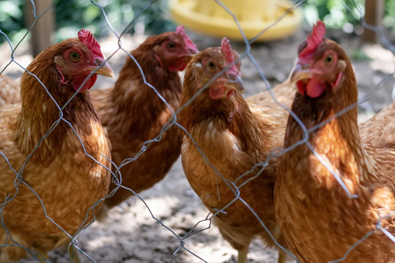 Brown hens pressing close to wire mesh fencing in a farm enclosure