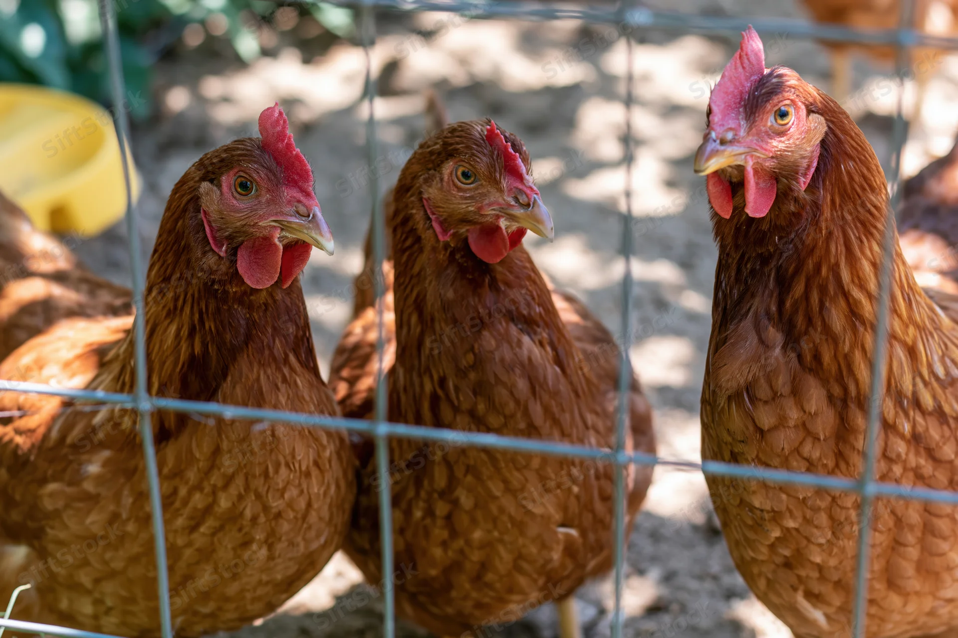 Three brown hens pressing close to wire mesh fencing in a farm enclosure