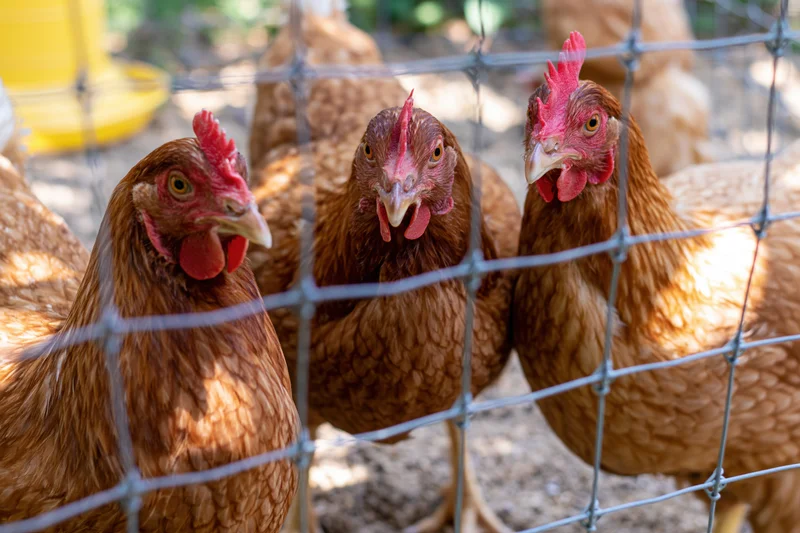 Three brown hens pressing close to wire mesh fencing in a farm enclosure