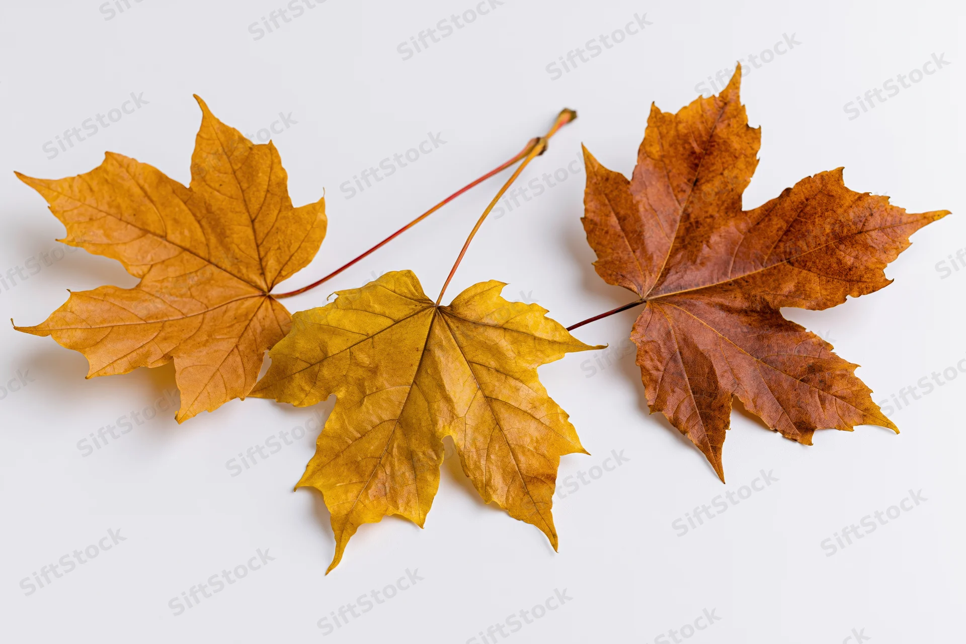 Three dry autumn maple leaves arranged diagonally on a white background
