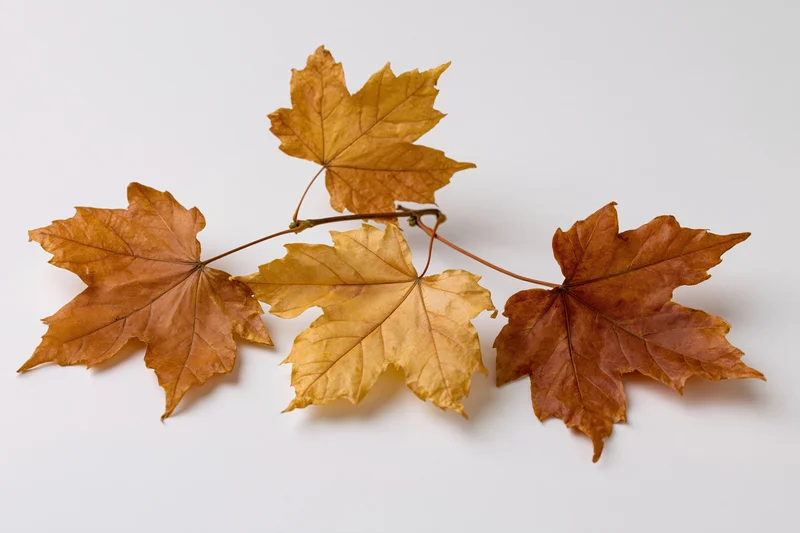 Three dry autumn maple leaves on a single stem arranged diagonally on white background