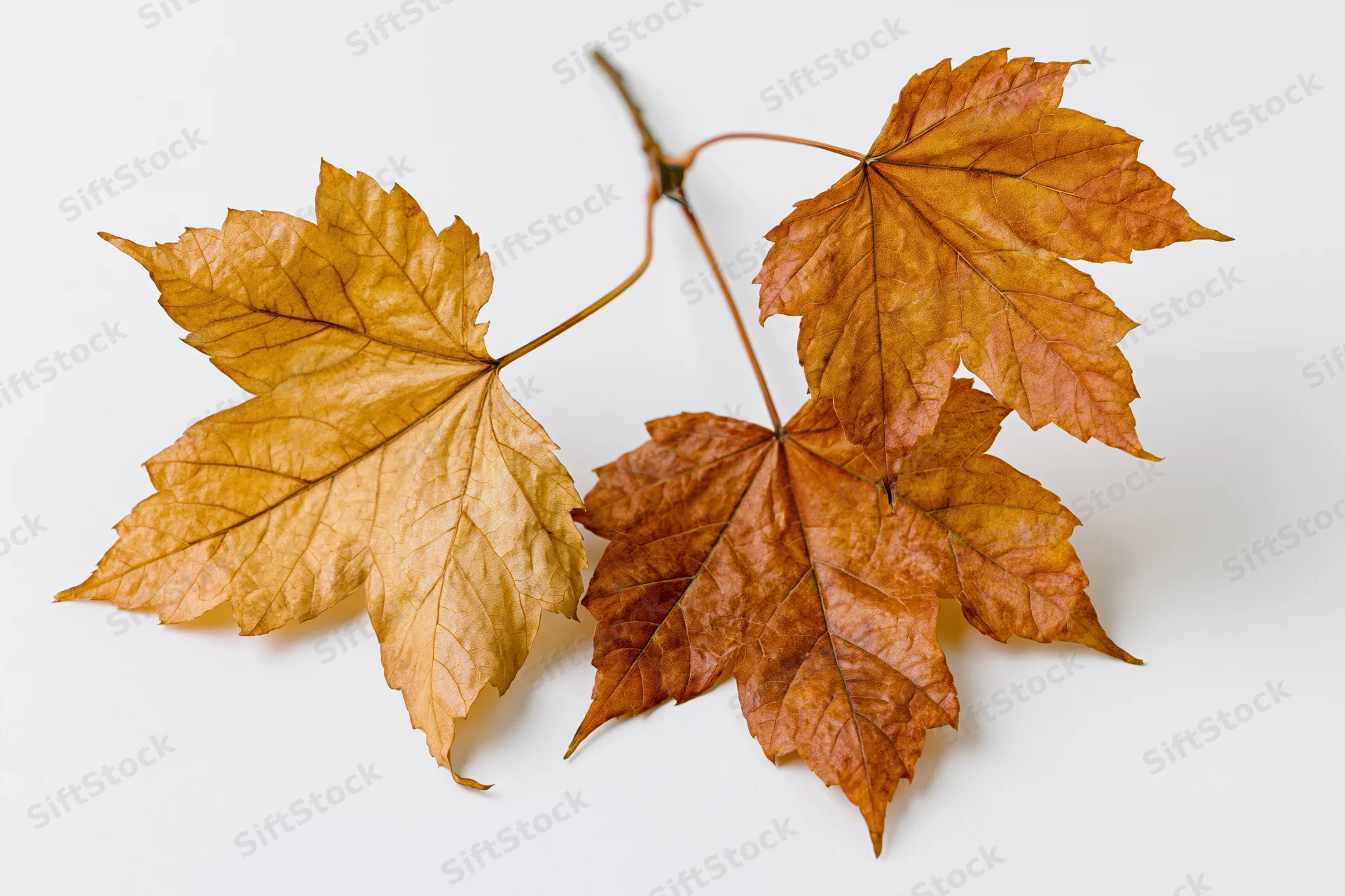 Three dry autumn maple leaves on a single stem arranged diagonally on white background
