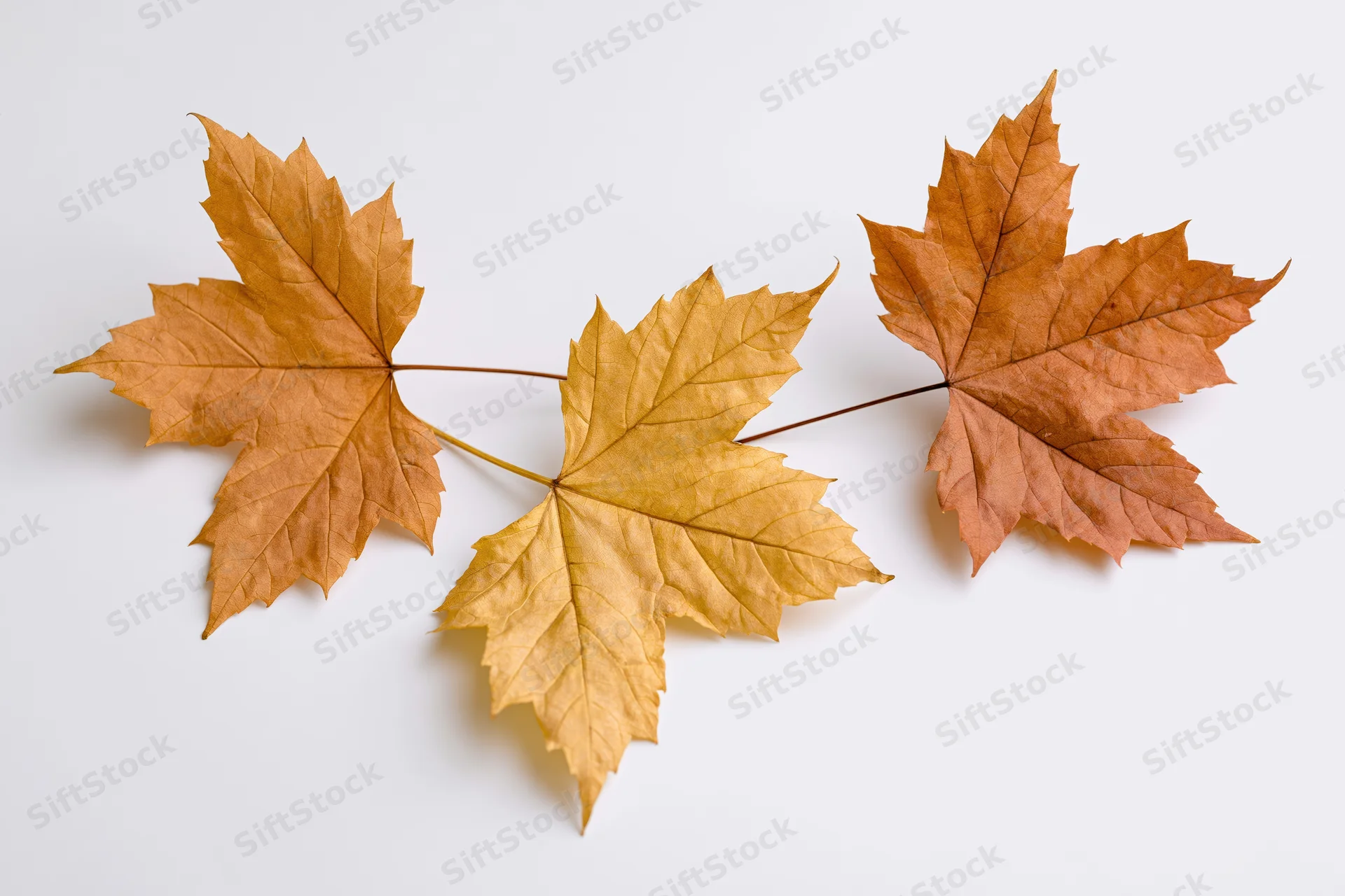 Three dry maple leaves on a single stem arranged diagonally on white background