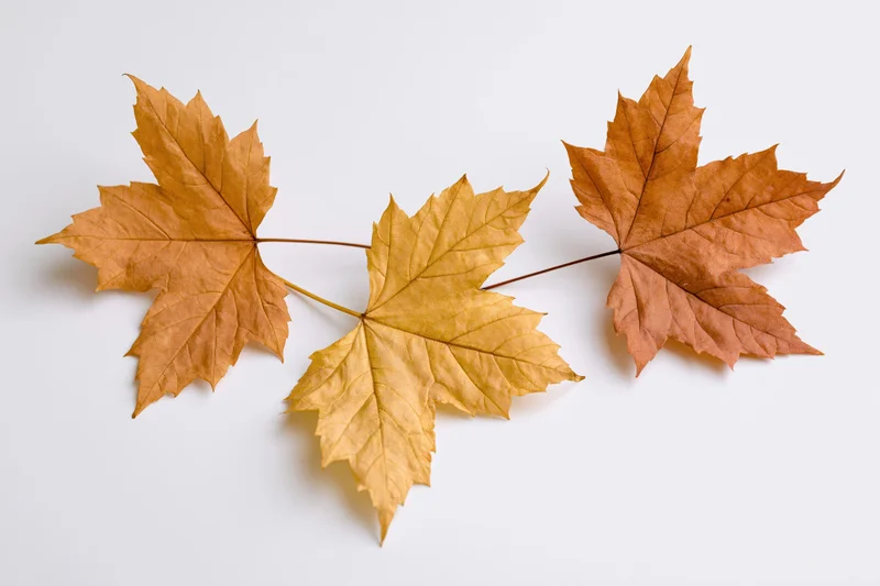 Three dry maple leaves on a single stem arranged diagonally on white background
