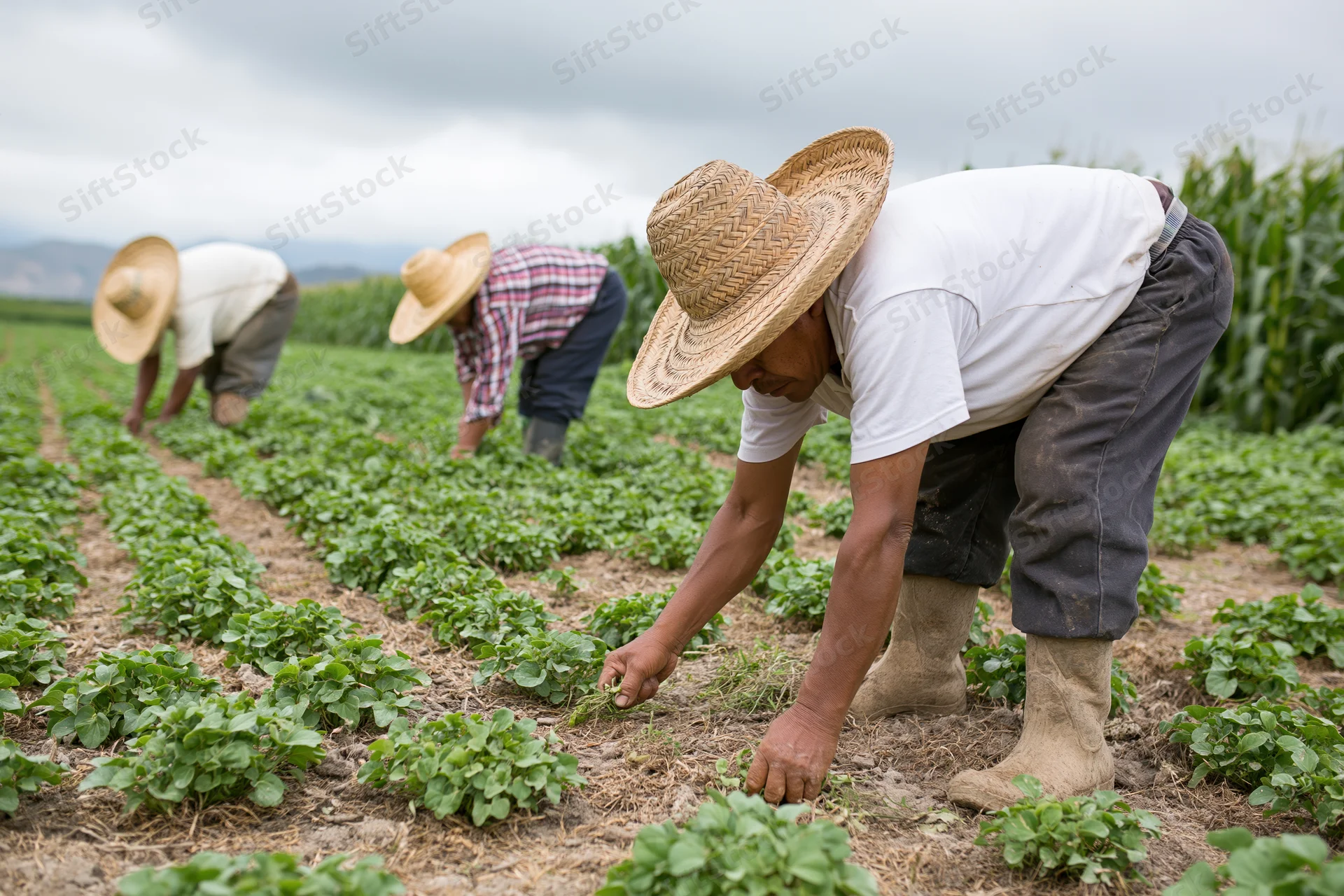 Farmworkers hand-weeding rows of green crops in a field