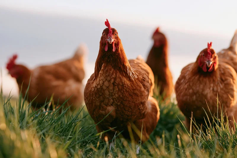 Brown hens foraging in tall green grass on a farm at sunrise