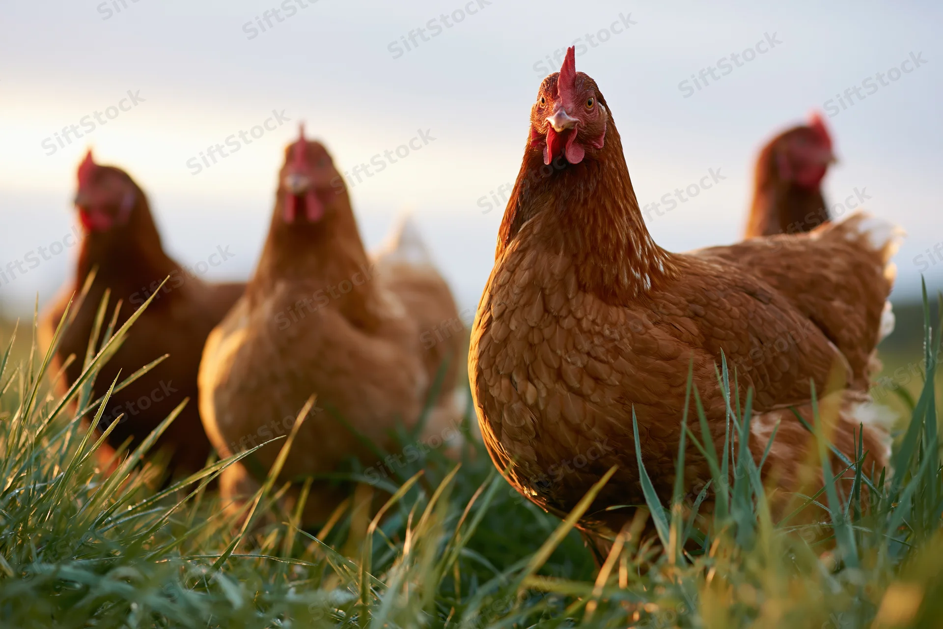 Brown hens foraging in tall green grass on a farm field